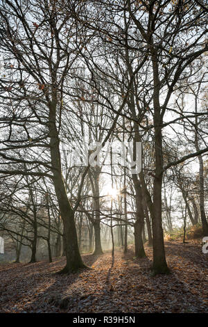 Kidderminster, UK. 22 novembre, 2018. Météo France : après un gel généralisé et très frileux, démarrer la première lumière du soleil du matin fait une apparition bienvenue au cours d'une marche dans ce pays de Worcestershire de bois. Credit : Lee Hudson/Alamy Live News Banque D'Images