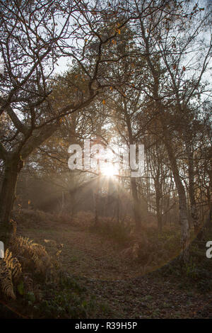 Kidderminster, UK. 22 novembre, 2018. Météo France : après un gel généralisé et très frileux, démarrer la première lumière du soleil du matin fait une apparition bienvenue au cours d'une marche dans ce pays de Worcestershire de bois. Credit : Lee Hudson/Alamy Live News Banque D'Images