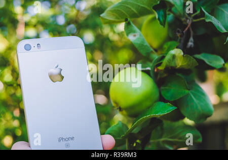 HALMSTAD, Suède - août 9, 2018 : concept image de woman's hand holding nouveau apple iphone blanc ou argent réel se près de apple tree avec fruits mûrs pour le jardin. Selective focus, arrière-plan flou Banque D'Images
