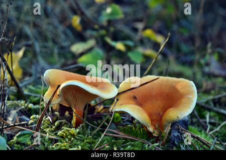 Fausse girolle hygrophoropsis aurantiaca champignons poussent dans la forêt Banque D'Images