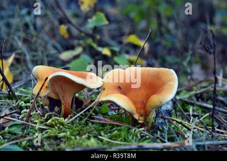 Fausse girolle hygrophoropsis aurantiaca champignons poussent dans la forêt Banque D'Images