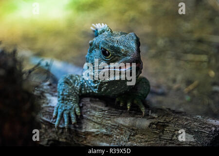 Portrait de Tuatara reptiles indigènes, Nouvelle Zélande Banque D'Images