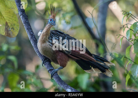 (Opisthocomus Hoatzin opithocamus) est une espèce d'oiseau souvent trouvés autour de lacs et autres plans d'eau dans l'Amazone. Celui-ci est de Los Amigos. Banque D'Images