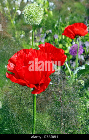 Coquelicot Papaver orientale Banque D'Images