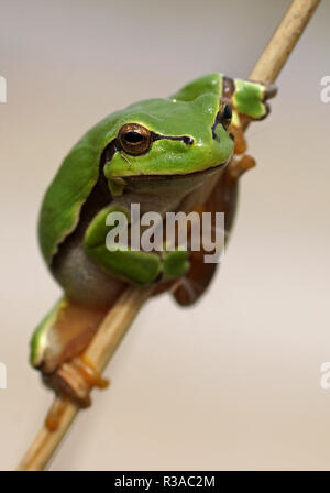 Arbre généalogique commun - grenouille Hyla arborea [] Banque D'Images