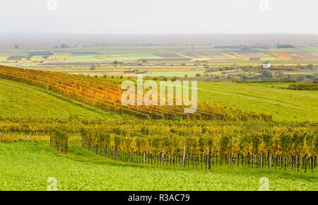 Weingarten en automne dans le Burgenland Banque D'Images