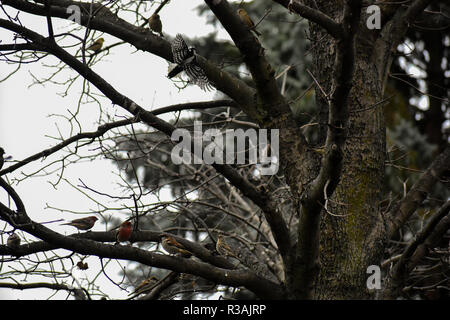 Pic mineur battant à une perche sur une branche d'arbre en automne ici dans le Michigan. Les roselins petit moineaux et remplir le reste des branches. Banque D'Images