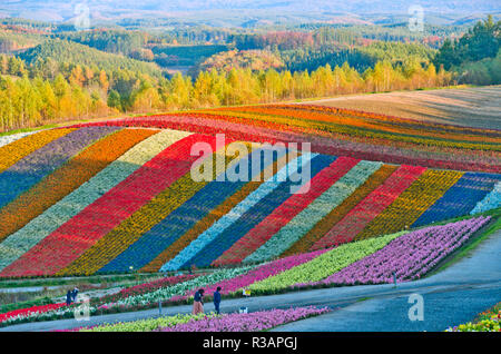 Beautiful flower field on the hill in Biei, Hokkaido, Japan Banque D'Images