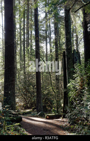 Un sentier qui serpente dans la forêt pluviale tempérée dans le parc régional Pacific Spirit et préserver la nature, Vancouver, BC, Canada Banque D'Images