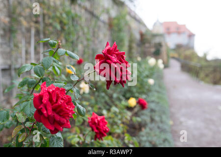 Rose dans le jardin du château dornburg Banque D'Images