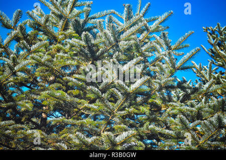 Beau Rhododendron de feuilles d'arbres sur fond de ciel. Image prise de Yumthang Vallée ou Sikkim Vallée des Fleurs Inde sanctuaire Banque D'Images