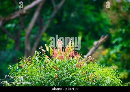 Selective Focus : belle rose, vert et jaune feuilles sur fond de verdure de la forêt de flou. Prises de Yumthang Vallée ou Sikkim Vallée des fleurs sa Banque D'Images