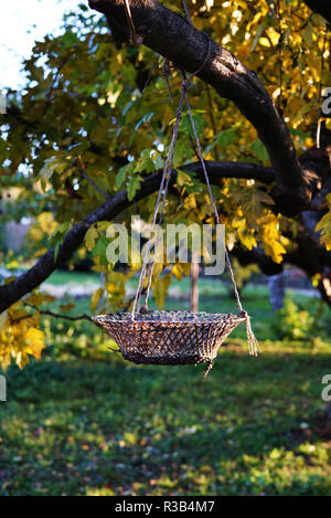 Panier tissé corde accroché sur une branche d'arbre avec des feuilles jaunes. Beau panier en osier à l'arbre d'automne. Feuillage sur le sol autour des arbres dans le parc. Banque D'Images