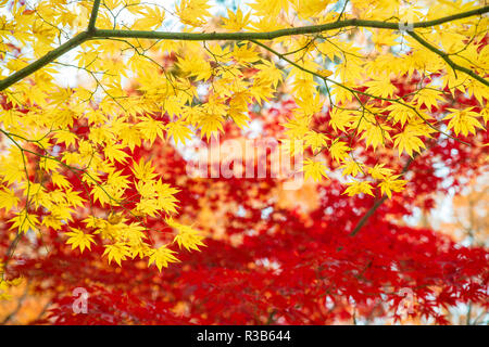 Feuilles d'érable rouge et jaune en automne saison avec ciel bleu fond flou, extraite du Japon. Banque D'Images