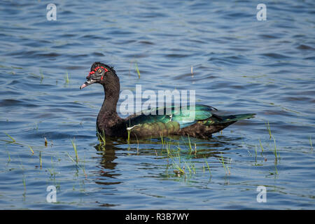 Le canard de Barbarie (Cairina moschata), homme, Pantanal, Brésil Banque D'Images