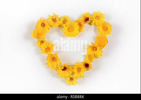 Coeur de fleurs jaunes, fleurs de souci (Calendula officinalis), découpe d'Allemagne Banque D'Images