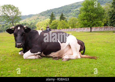 Vache noir et blanc dans l'herbe Banque D'Images