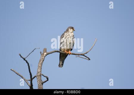 Amur Falcon, Parc national Kruger Banque D'Images