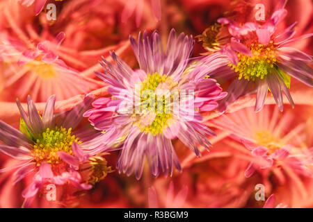 Une exposition multiple et rotations sur fleur. Banque D'Images