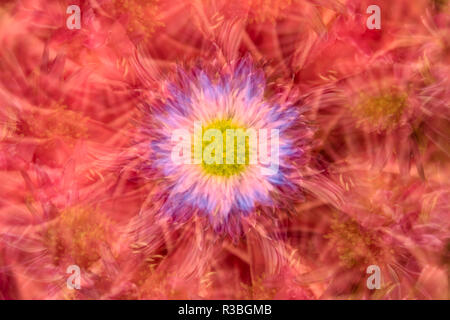 Une exposition multiple et rotations sur fleur. Banque D'Images