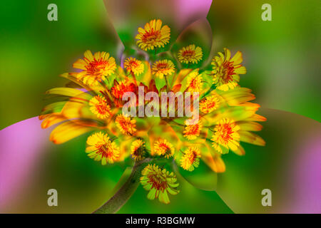 Gerber Daisy résumé Banque D'Images