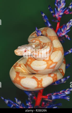 Cerf rouge colombienne albinos Boa, Boa constrictor imperator, originaire de Colombie Banque D'Images