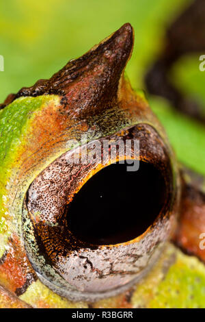 Grenouille Pac-Man cornu close-up, Ceratophrys Banque D'Images