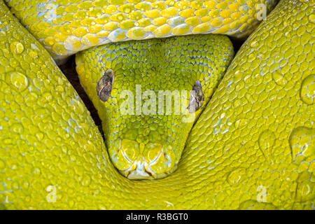 Green Tree python, Morelia viridis Banque D'Images