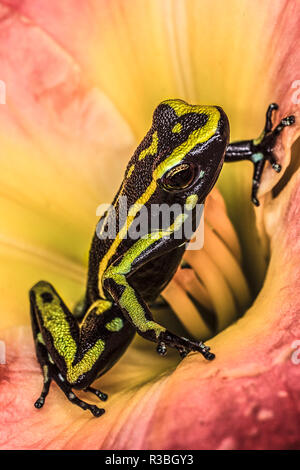 À rayures jaune poison dart frog, Dendrobates truncatus, originaire de Colombie Banque D'Images
