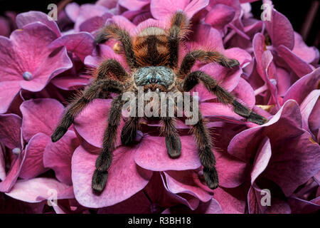 Aux Cheveux Rose chilien Tarantula, Grammostola rosea Banque D'Images