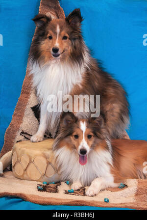 Shetland Sheepdogs posing (PR) Banque D'Images