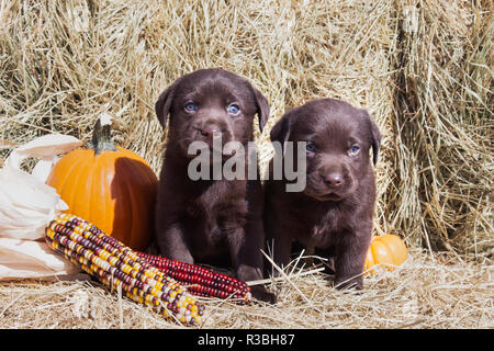 Deux chiots Labrador Retriever Chocolat assis à la citrouille et le maïs (PR) Banque D'Images