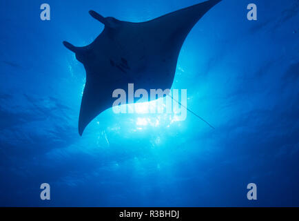 Manta (Manta alfredi), Micronésie, Yap Banque D'Images