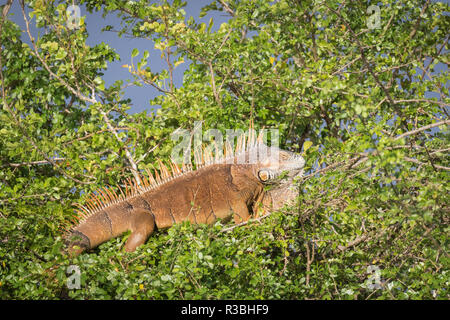 Homme iguane vert (Iguana iguana), en plumage nuptial, Crooked Tree Wildlife Sanctuary Belize. Banque D'Images