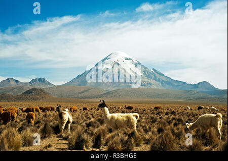 Les lamas avec volcan Sajama Sajama couronnées, Parc National, la Bolivie Banque D'Images