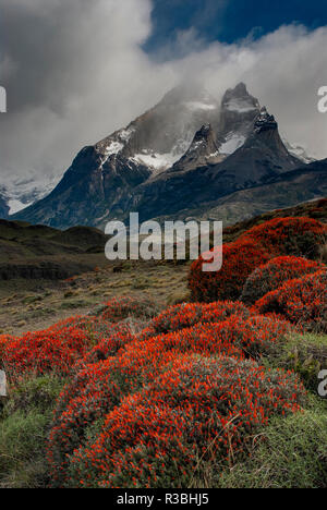 Le Chili, la Patagonie, Torres del Paine, firebush et montagne Banque D'Images