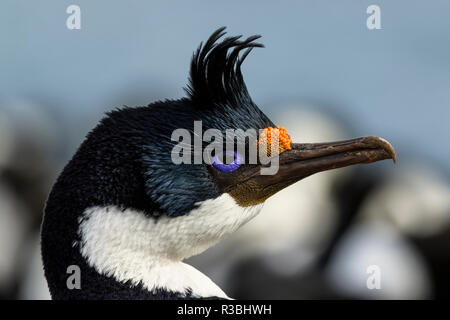 Leucocarbo atriceps Shag, impériale, Îles Falkland Banque D'Images