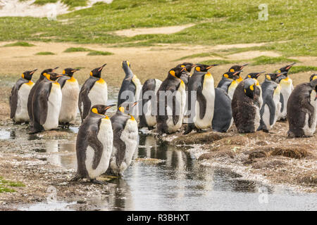 Îles Falkland, East Falkland. Groupe de manchots royaux. Banque D'Images