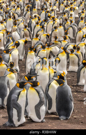 Îles Falkland, East Falkland. Le roi colonie de pingouins. Banque D'Images