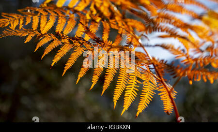 Fiery fougères dans un flou sur l'éclairage arrière-plan sombre. Litochoro. Grèce Banque D'Images