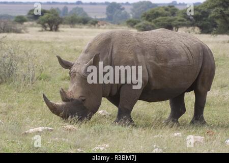 Rhinocéros blanc Banque D'Images