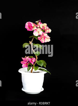 Caméléon de bougainvilliers roses dans un pot à fleurs sur fond noir Banque D'Images