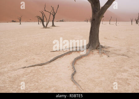 Acacia Camelthorn morts anciens arbres ont survécu dans les années passées, en étalant les racines longues, désormais exposées par l'érosion. Banque D'Images