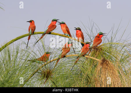 Le sud de Carmine Guêpiers (merops nubicoides), perché sur un arbre au-dessus du fleuve Cubango, Bwabwata, Namibie, Afrique. Banque D'Images