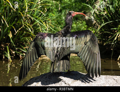 L'Ibis chauve (Geronticus eremita) est l'un des oiseaux les plus rares au monde..Cet oiseau fait partie d'un programme de reproduction en captivité pour sauvegarder les espèces. Banque D'Images