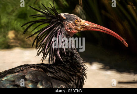 L'Ibis chauve (Geronticus eremita) est l'un des oiseaux les plus rares au monde..Cet oiseau fait partie d'un programme de reproduction en captivité pour essayer de sauver l'espèce. Banque D'Images