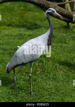 La grue Demoiselle (Anthropoides virgo) est la plus petite des grues et est maintenant seulement trouvé comme un vagabond pour certaines régions du sud de l'Europe. Banque D'Images