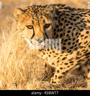 L'Afrique, la Namibie, Keetmanshoop. Cheetah au Quiver Tree Forest Rest Camp Banque D'Images