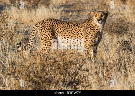 L'Afrique, la Namibie, Keetmanshoop. Cheetah au Quiver Tree Forest Rest Camp Banque D'Images