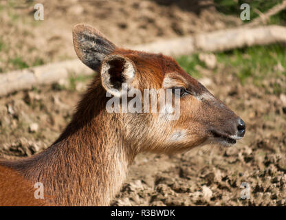 Head shot of female Sitatunga (Tragelaphus speki une antilope trouvés dans une grande partie de l'Afrique centrale. Photographié dans le Zoo de Chester. Banque D'Images